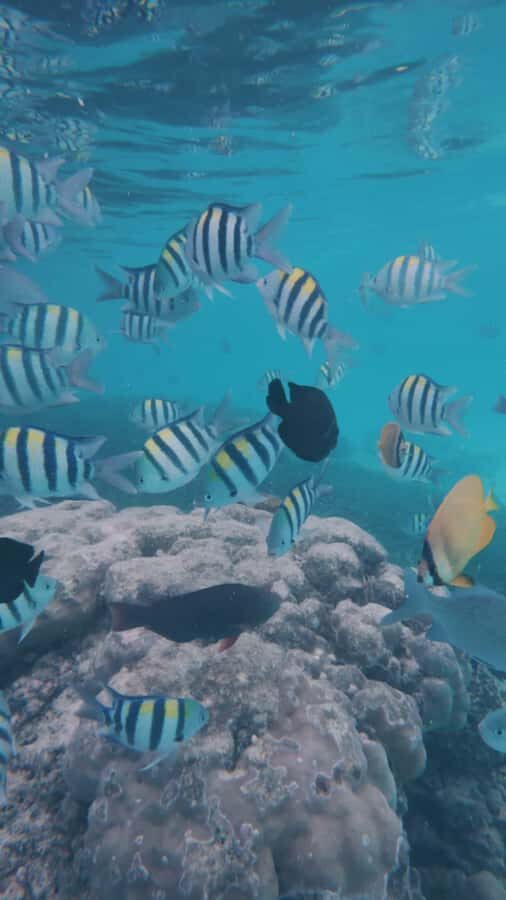Mnemba Island: Dolphin Swim & Snorkeling with Optional Lunch - Ethical dolphin note: you’re part of the system