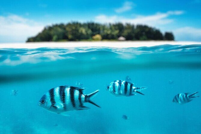 Mnemba Island Half Day Live Aquarium With Transfer - Zanzibar - Snorkeling in a Protected Reef Area: What You’ll Actually See