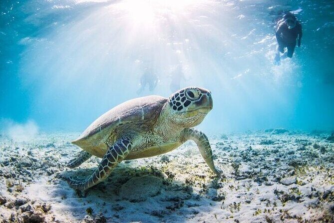 Mnemba Island Half Day Live Aquarium With Transfer - Zanzibar - Getting From Stone Town to the Harbor: Transfers That Matter