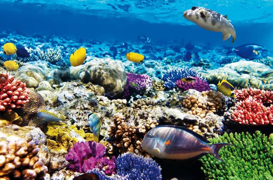 Mnemba Island, Jozani Forest, Starfish Adventure, The Rock - Key highlights worth your attention