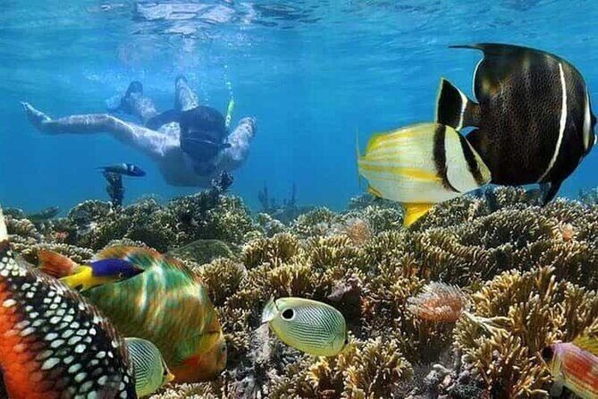 Mnemba Island Marine Safari Snorkeling and Dolphin Watching - Key takeaways