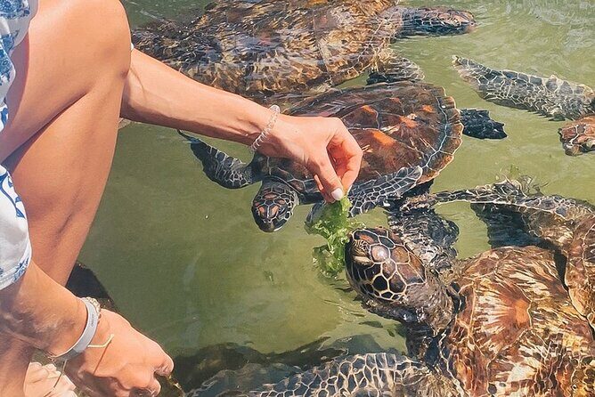 Mnemba Island, Nungwi Village & Sea Turtle Experience - Key highlights at a glance
