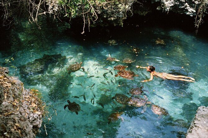 Mnemba Island, Nungwi Village & Sea Turtle Experience - Baraka Natural Aquarium: sea turtles in a coral-and-tide setting