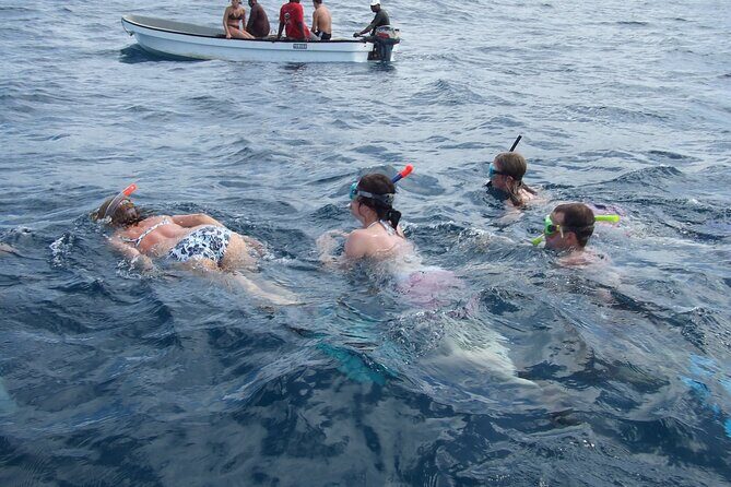 Mnemba Island Snorkeling and Swimming with Dolphins - Key things to know before you go