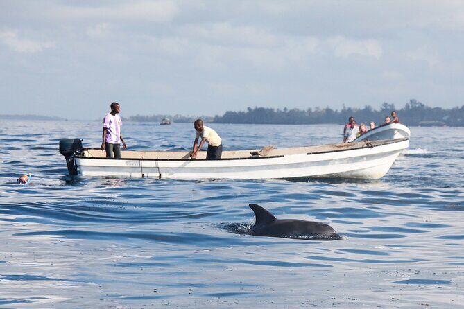 Mnemba Island Snorkeling and Swimming with Dolphins - Mnemba Island: why this snorkel spot attracts people