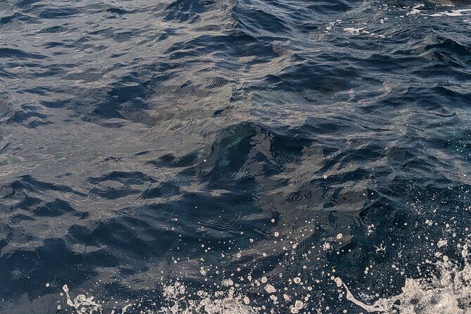 Mnemba Island Snorkeling and Swimming with Dolphins - Dolphin swimming: manage expectations, then chase the best timing