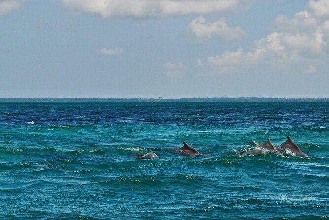 Mnemba Island Snorkeling and Swimming with Dolphins - Practical value checklist before you book