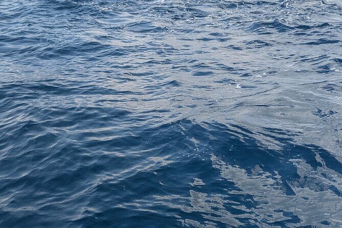 Mnemba Island Snorkeling and Swimming with Dolphins - Should you book Mnemba Island Snorkeling and Dolphins?