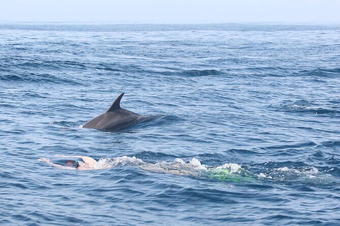 Mnemba Island Snorkeling and Swimming with Dolphins - Your 5-hour flow from Stone Town to Mnemba