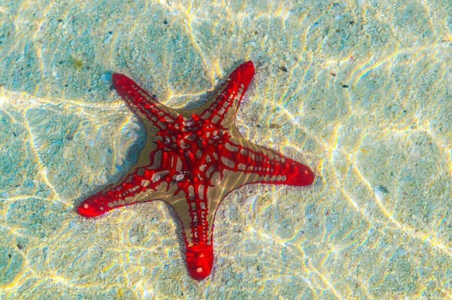 Mnemba Island, The Island Pongwe, Blue Lagoon Tour, The Rock - Should you book this Zanzibar Mnemba, Blue Lagoon, and The Rock tour?
