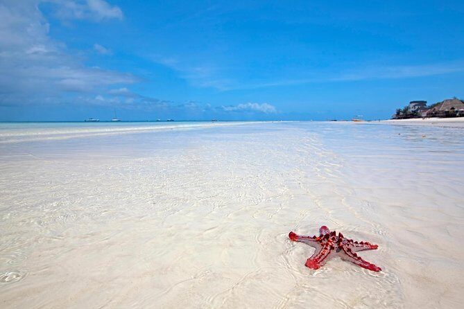 Mnemba Snorkeling, Dolphin and Baraka Natural Aquarium - Key highlights before you go