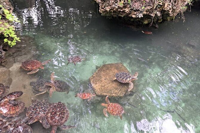 Mnemba Snorkeling, Dolphin and Baraka Natural Aquarium - The sandbank stop: a tide-based bonus (or a partial one)