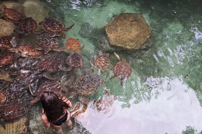 Mnemba Snorkeling, Dolphin and Baraka Natural Aquarium - Nungwi turtle time at Baraka Natural Aquarium