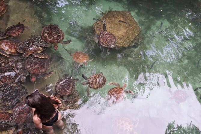 Mnemba Snorkeling, Dolphin and Baraka Natural Aquarium - Price and value: what $75 buys you