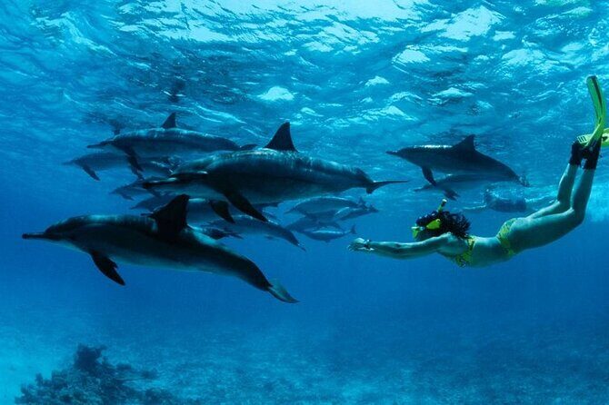 Mnemba Snorkeling, Dolphin and Baraka Natural Aquarium - Mnemba reef snorkeling: colorful fish in a conservation area