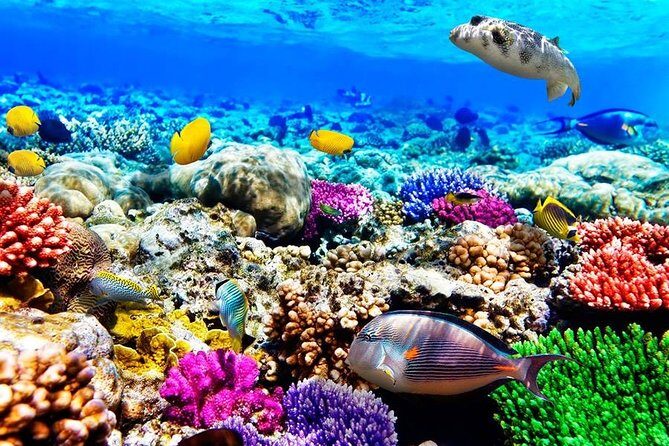 Mnemba Snorkeling; Kuza Cave; Paje Beach; The Rock; Salaam Cave - The service factor: when guides turn a good plan into a great day