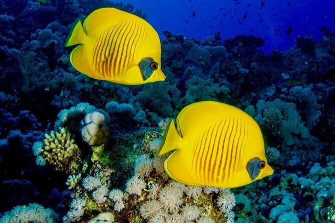 Mnemba Snorkeling; Kuza Cave; Paje Beach; The Rock; Salaam Cave - Stop 2: Kuza Cave Crystal Cave swim with Swahili history