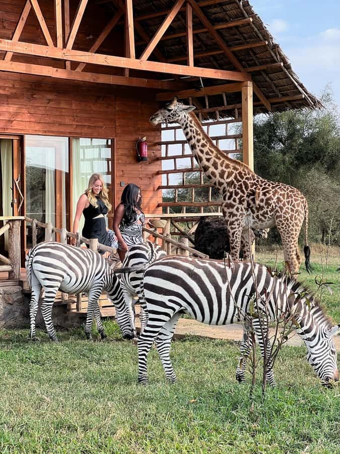 Moshi: Serval Wildlife Tour with food and drinks - The On-the-Ground Plan: Pickup, Sanctuary Time, Lunch