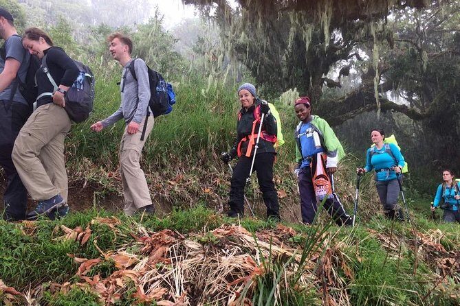 Mount Kilimanjaro 6 days - Machame route - Day 2: from the rainforest glades up to Shira campsite