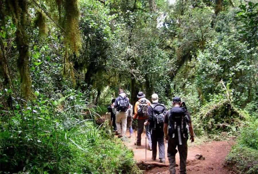 Mount Kilimanjaro National Park Day Trip - A short Kilimanjaro taste: what this day trip really delivers