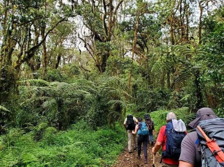 Mount Kilimanjaro National Park Day Trip - Mandara Hut lunch: the break that turns effort into a real reward