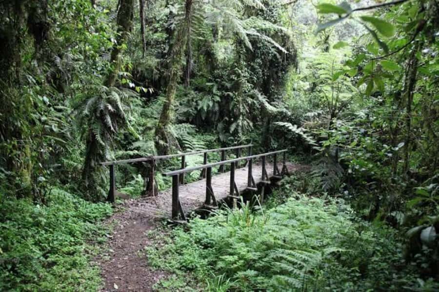 Mount Kilimanjaro National Park Day Trip - Price and value: is $405 fair for a 9-hour day?