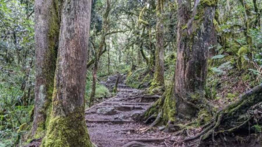 Mount Kilimanjaro National Park Day Trip - Who should go, and who should skip this day hike