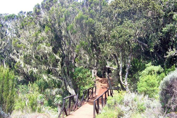 Mt Kilimanjaro Day Hike - Included comfort details that actually help