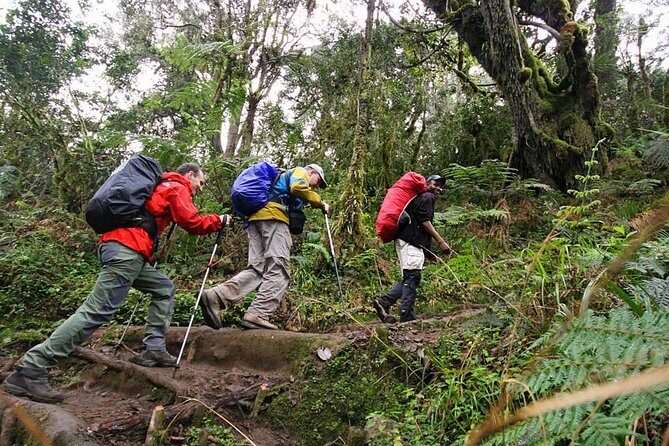 Mt Kilimanjaro Day Hike - Moshi start: early pickup energy and gate registration