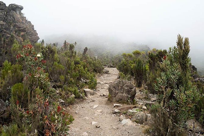 Mt.kilimanjaro-machame Route - Machame Day 1 (Machame Gate to Machame Camp): Rainforest Start Energy