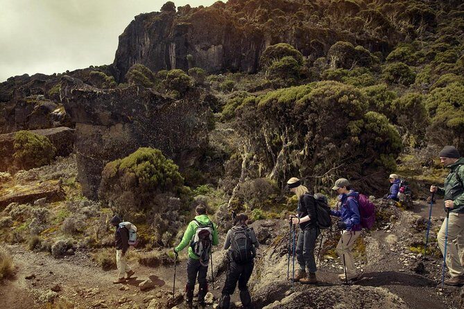 Mt.kilimanjaro-machame Route - Shira Day 2 (Shira Camp and a Controlled Acclimatization Hike)