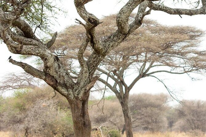 Multi-Day Camping Safari Experience in Arusha - Arusha to Tarangire: A Strong Start Before Serengeti