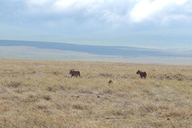 Ngorongoro Adventure Day Tour from Arusha - The 2,000-foot descent and your 5 hours inside Ngorongoro