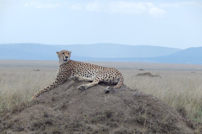 Ngorongoro Adventure Day Tour from Arusha - Food and drinks: picnic lunch plus the early-morning bonus