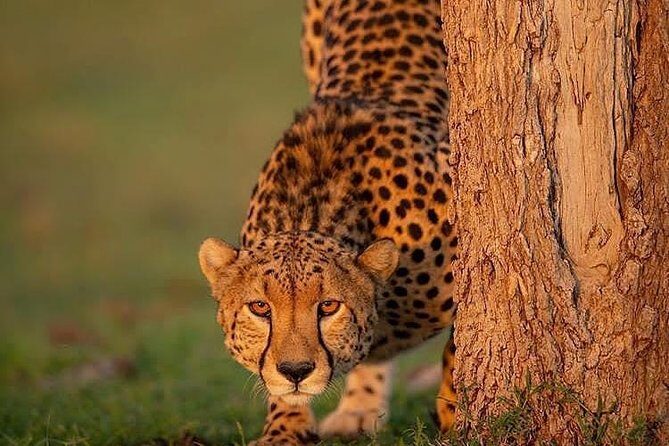 Ngorongoro Adventures in a day - Ngorongoro Crater is different: wildlife stays put