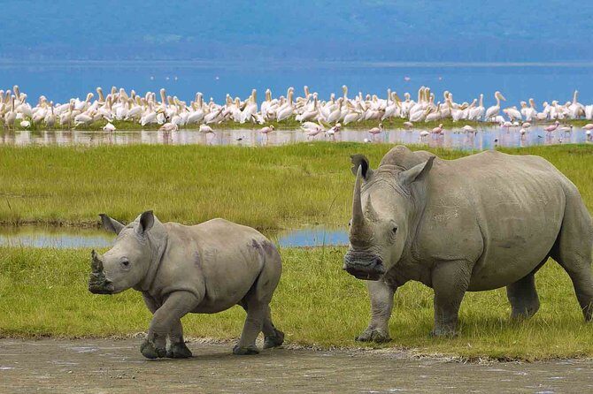 Ngorongoro Crater Day Trip - Why Ngorongoro Crater is a wildlife “all-in-one” day from Arusha