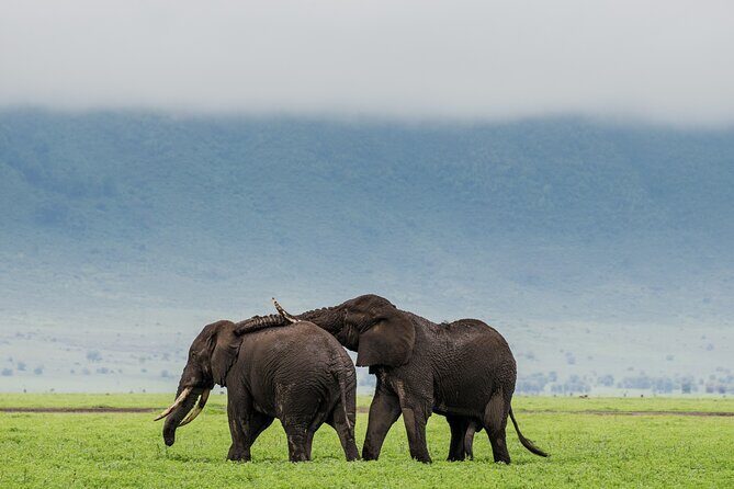 Ngorongoro Crater Day Trip – Shared Group Safari - Early Start From Arusha: The 6:00 a.m. Setup