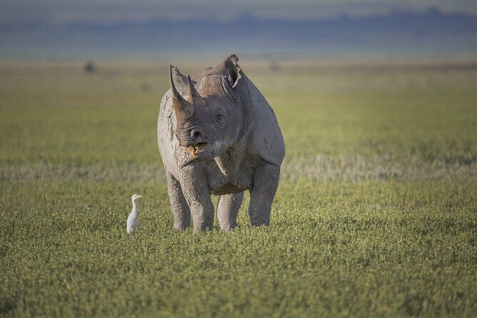 Ngorongoro Crater Day Trip – Shared Group Safari - Black Rhino Odds and Lake Magadi Soda Waters