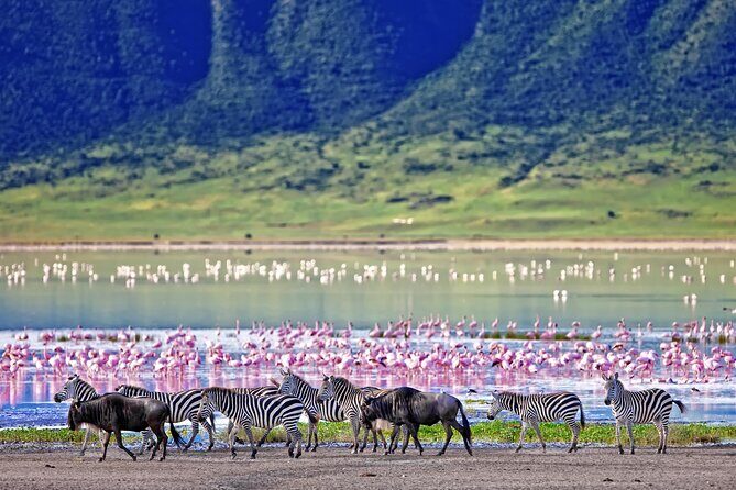 Ngorongoro Crater Day Trip – Shared Group Safari - Flamingos at Lake Magadi: One Stop That Powers the Photos