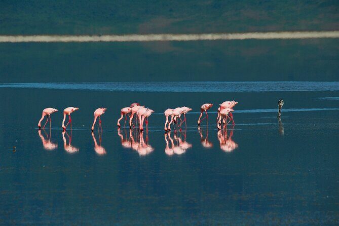 Ngorongoro Crater Day Trip – Shared Group Safari - Hippo Pools: Where the Wildlife Feels Like It Owns the Place