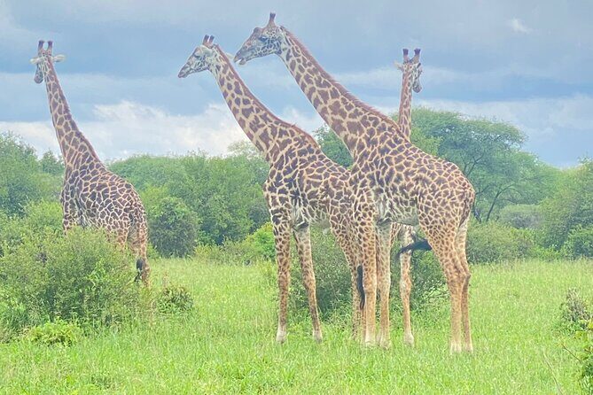 Ngorongoro Crater Day Trip – Shared Group Safari - Maasai Culture Encounter: Adding Human Context to the Conservation Area