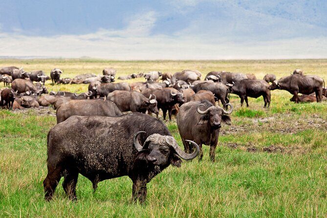 Ngorongoro Crater Day Trip – Shared Group Safari - Rim Views and the First Descent: Why the Morning Feels Different