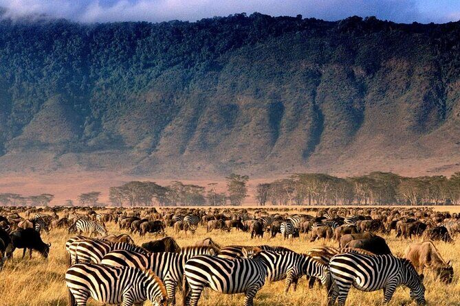 Ngorongoro Crater Exclusive: A Journey into Africa’s Eden - Private 4x4 and a Professional Guide: The Real Comfort Wins
