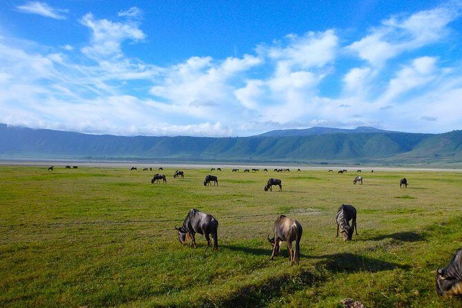 Ngorongoro Crater Exclusive: A Journey into Africa’s Eden - Hippo Pool Romantic Picnic: What You Get and What to Confirm