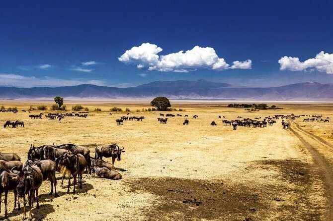 Ngorongoro Crater Exclusive: A Journey into Africa’s Eden - Weather and Minimum Numbers: Keeping Your Plans Flexible