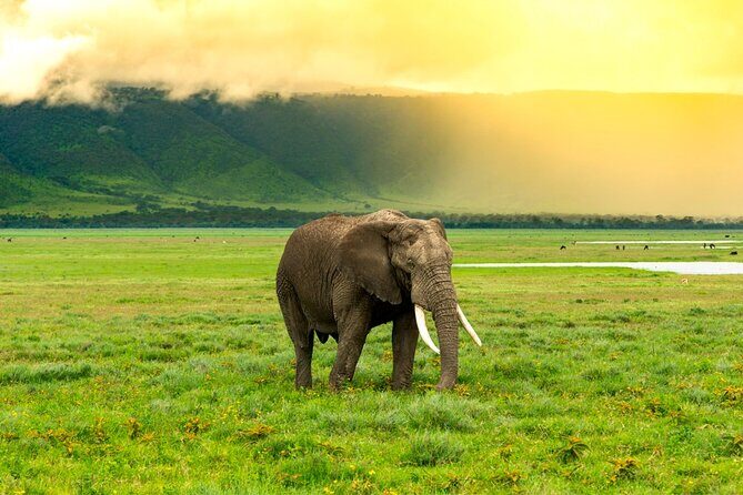 Ngorongoro Crater Exclusive: A Journey into Africa’s Eden - The 06:00 Arusha Start, Crater Rim Views, and a Champagne Break