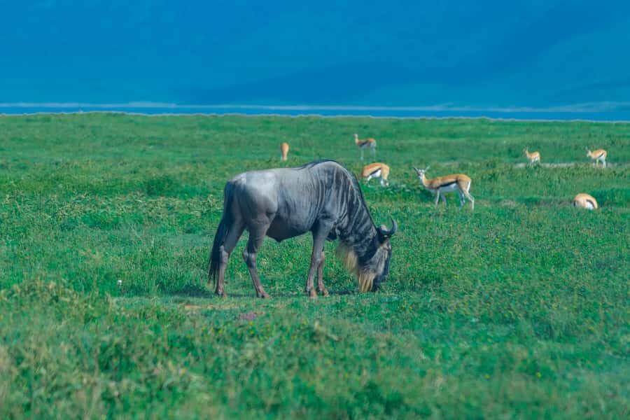 Ngorongoro Crater: Full-Day Safari Tour - Key highlights to watch for