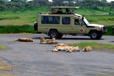 Ngorongoro Crater: Full-Day Safari Tour - Arusha Pickup to Crater Descent: The Time Math That Matters