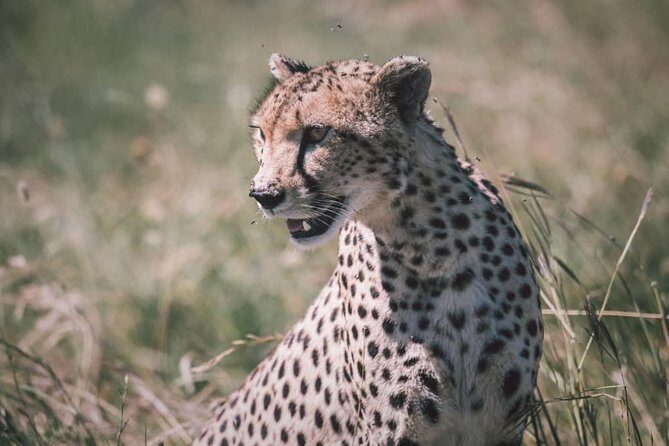 Northern-circuit Adventure - Lake Manyara: a seasonal alkaline lake built for birds