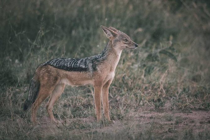 Northern-circuit Adventure - Ngorongoro Crater: where dense wildlife can stack up in 7 hours